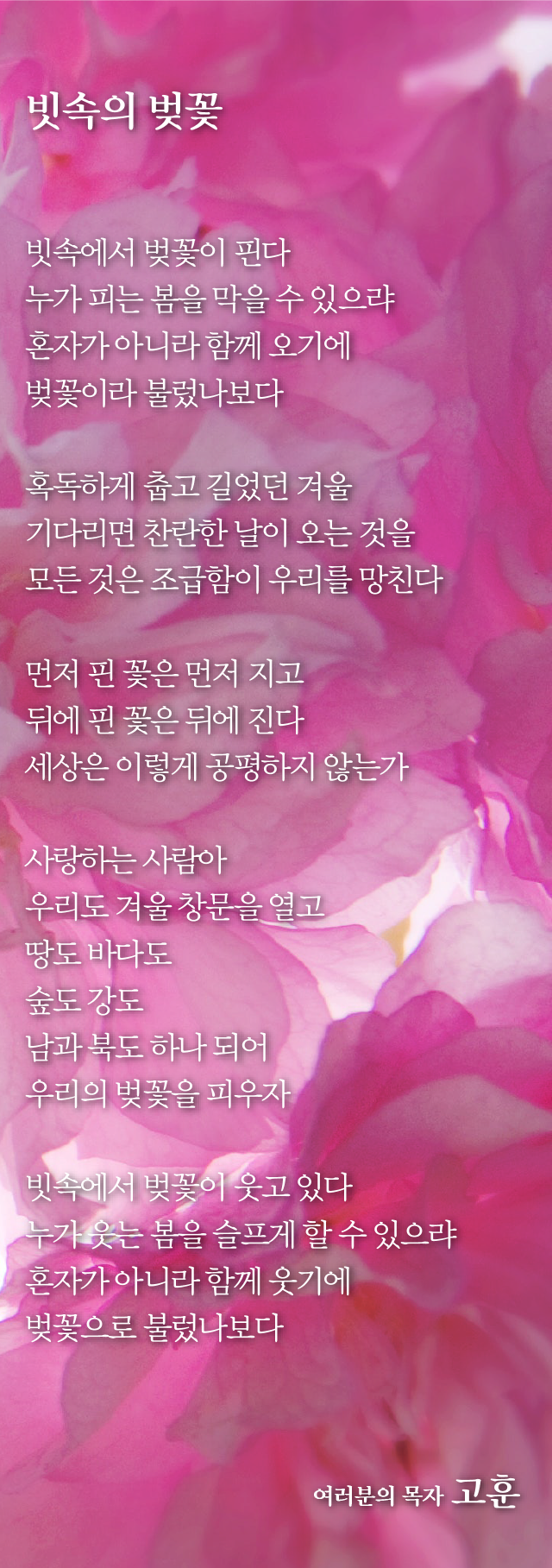 (20180408)빗속의 벚꽃-01.png