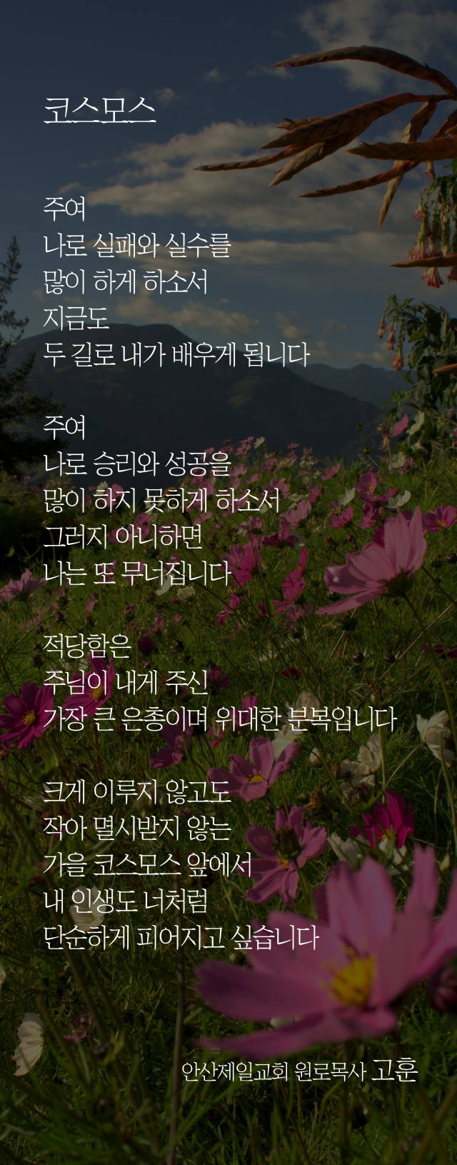 (20230903)_코스모스.png